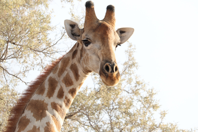 Giraffe Landscape