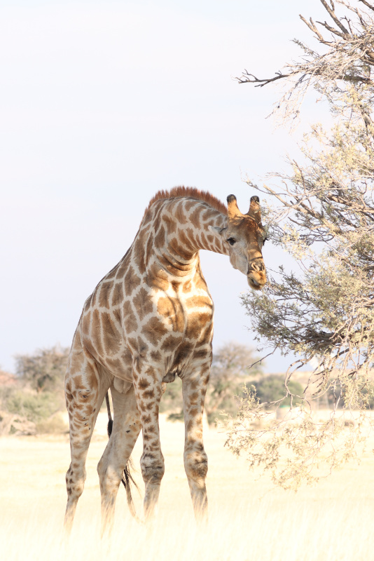Giraffe Portrait