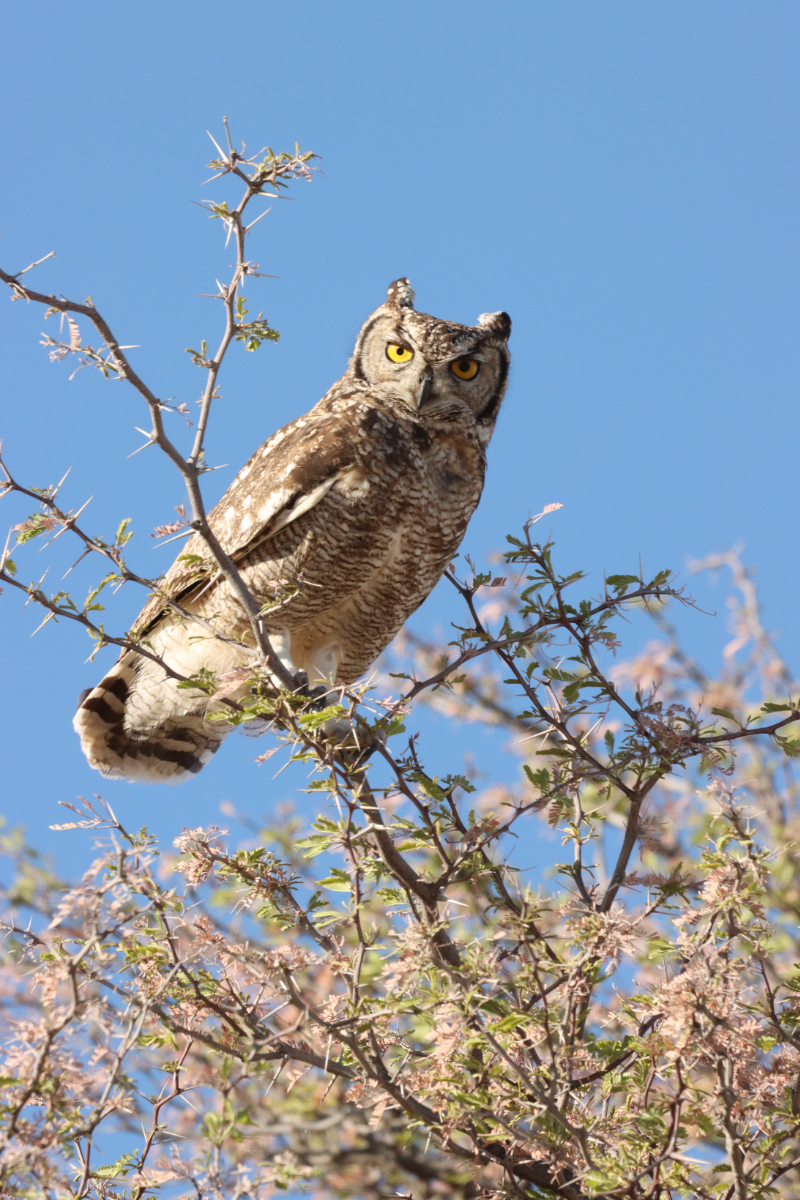 Owl
